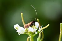 Cauchas rufimitrella