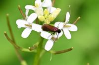 Cauchas rufimitrella