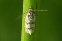 Aethes williana