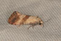 Cochylis epilinana