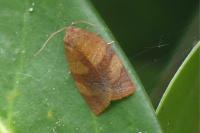 Cacoecimorpha pronubana