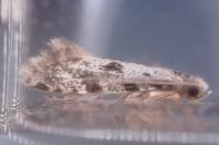 Nemapogon granellus