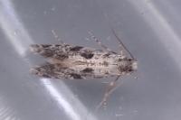Nemapogon granellus