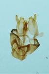 Nemapogon granellus