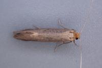 Nematopogon schwarziellus