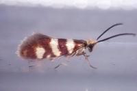 Micropterix allionella