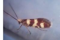 Micropterix allionella