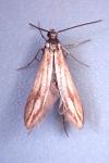 Schreckensteinia festaliella