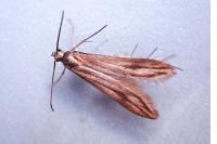 Schreckensteinia festaliella