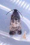 Cydia servillana