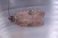 Agonopterix purpurea