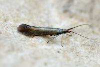 Coleophora deauratella
