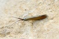 Coleophora deauratella