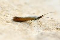 Coleophora deauratella