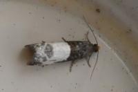 Notocelia cynosbatella