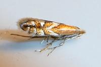 Phyllonorycter oxyacanthae
