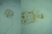 Phyllonorycter oxyacanthae