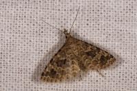 Alucita hexadactyla