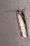 Yponomeuta sedella