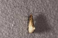 Nematopogon adansoniella