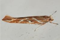 Pyroderces argyrogrammos