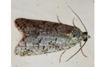 Cnephasia cupressivorana