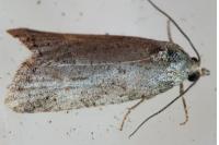 Cnephasia cupressivorana