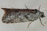 Cnephasia cupressivorana