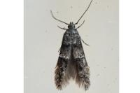 Sorhagenia