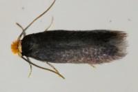 Stigmella