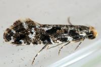Nemapogon