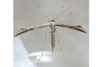 Emmelina monodactyla