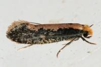 Monopis crocicapitella