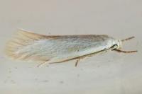 Elachista