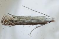 Isophrictis