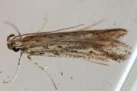 Metzneria