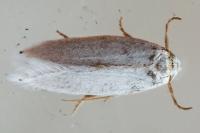Pseudopostega