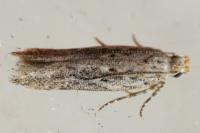 Scrobipalpa