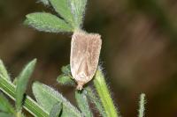 Agonopterix