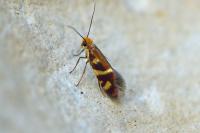 Micropterix schaefferi