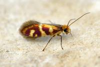Micropterix schaefferi
