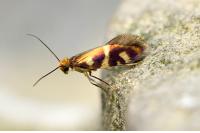 Micropterix schaefferi