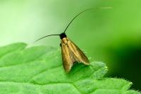 Cauchas rufimitrella