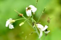 Cauchas rufimitrella
