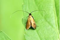 Cauchas rufimitrella