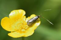 Adela reaumurella