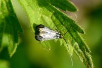 Adela reaumurella