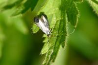 Adela reaumurella