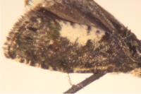 Pammene cytisana