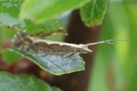 Plutella xylostella